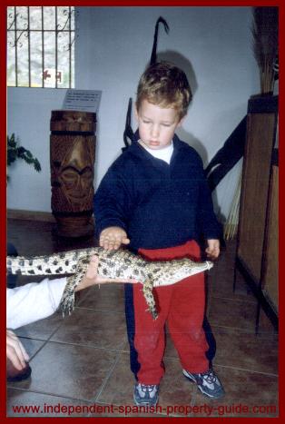 stroking a real crocodile!