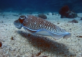 La Calita dive site, Costa del Sol, Spain