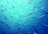 Marina wall dive site, Costa del Sol, Spain