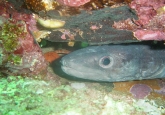 Fragle Rock dive site, Costa del Sol, Spain