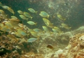 La Herradura Wall dive site, Costa del Sol, Spain