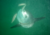 Faro Corner dive site, Costa del Sol, Spain