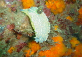 Cerro Gordo dive site, Costa del Sol, Spain