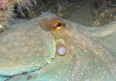 Piedras Altos dive site, Costa del Sol, Spain