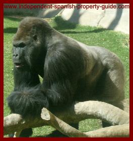 Gorilla at Fuengirola zoo.